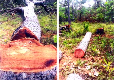 wood_sahakkum (2)